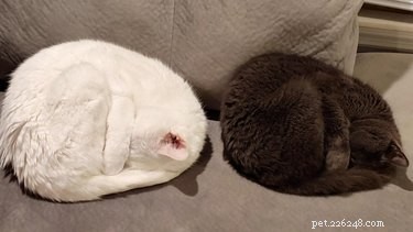 Elevate Your Mood with 20 Uplifting Pet Photos