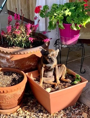 Elevate Your Mood with 20 Uplifting Pet Photos