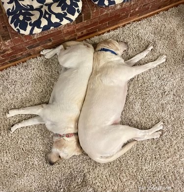 Elevate Your Mood with 20 Uplifting Pet Photos