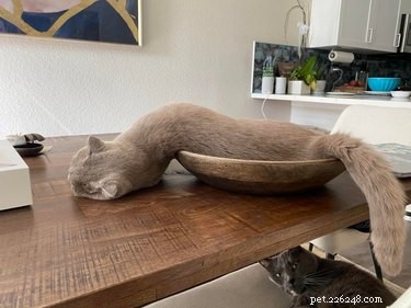 Elevate Your Mood with 20 Uplifting Pet Photos