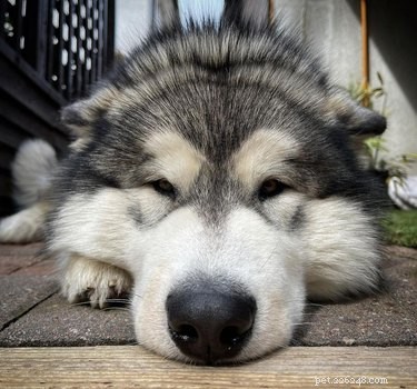 Elevate Your Mood with 20 Uplifting Pet Photos