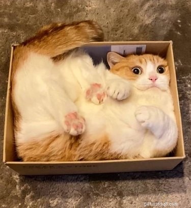 Elevate Your Mood with 20 Uplifting Pet Photos