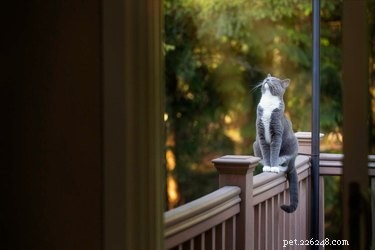 Elevate Your Mood with 20 Uplifting Pet Photos