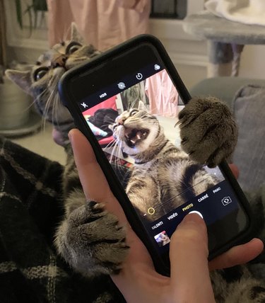 Elevate Your Mood with 20 Uplifting Pet Photos