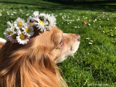 Elevate Your Mood with 20 Uplifting Pet Photos
