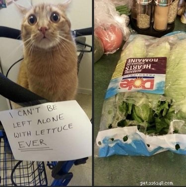 Elevate Your Mood with 20 Uplifting Pet Photos
