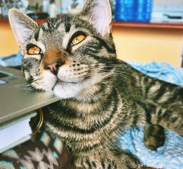 Elevate Your Mood with 20 Uplifting Pet Photos