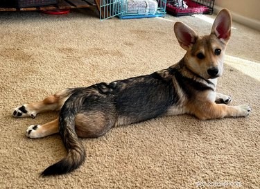 Elevate Your Mood with 20 Uplifting Pet Photos