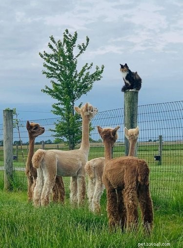 Elevate Your Mood with 20 Uplifting Pet Photos