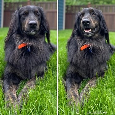 Elevate Your Mood with 20 Uplifting Pet Photos
