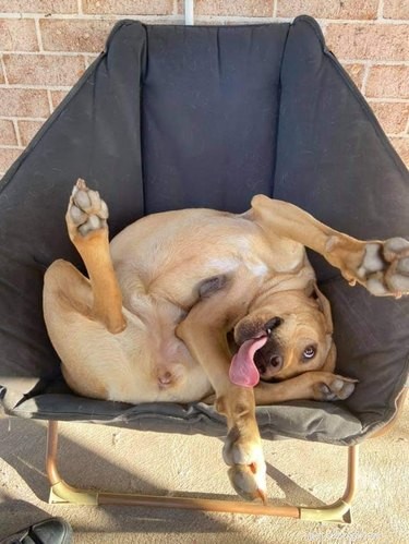 Elevate Your Mood with 20 Uplifting Pet Photos