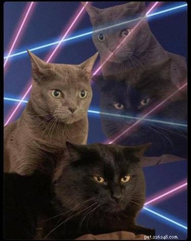 Viral School Portraits: Cats, Lasers, and Photoshop Fun