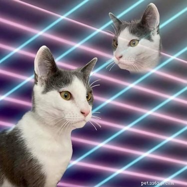 Viral School Portraits: Cats, Lasers, and Photoshop Fun
