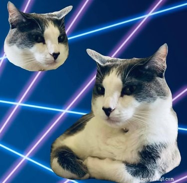 Viral School Portraits: Cats, Lasers, and Photoshop Fun