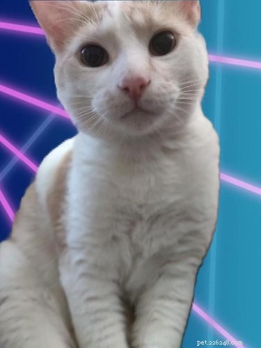 Viral School Portraits: Cats, Lasers, and Photoshop Fun