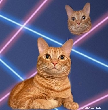 Viral School Portraits: Cats, Lasers, and Photoshop Fun