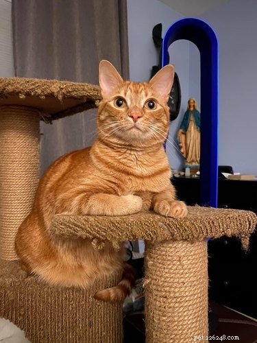 Viral School Portraits: Cats, Lasers, and Photoshop Fun