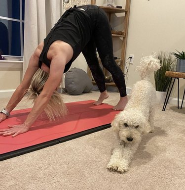 18 Dogs Mastering Downward Dog: A Pawsome Yoga Showcase
