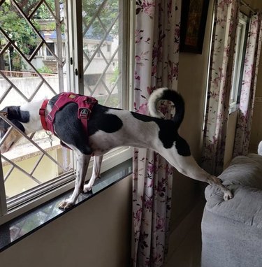 18 Dogs Mastering Downward Dog: A Pawsome Yoga Showcase
