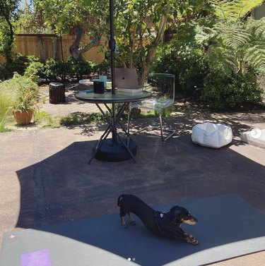 18 Dogs Mastering Downward Dog: A Pawsome Yoga Showcase