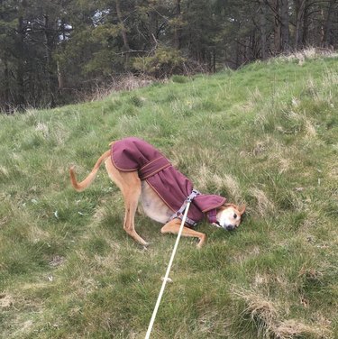 18 Dogs Mastering Downward Dog: A Pawsome Yoga Showcase