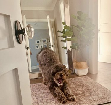 18 Dogs Mastering Downward Dog: A Pawsome Yoga Showcase