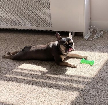 18 Dogs Mastering Downward Dog: A Pawsome Yoga Showcase