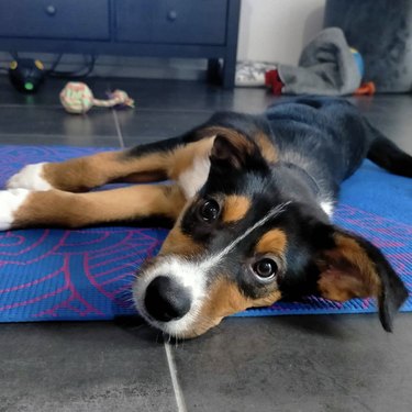 18 Dogs Mastering Downward Dog: A Pawsome Yoga Showcase