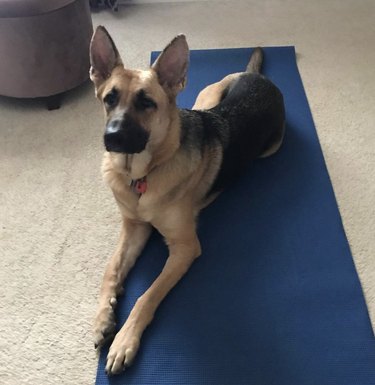 18 Dogs Mastering Downward Dog: A Pawsome Yoga Showcase