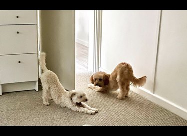 18 Dogs Mastering Downward Dog: A Pawsome Yoga Showcase