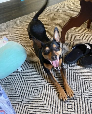 18 Dogs Mastering Downward Dog: A Pawsome Yoga Showcase