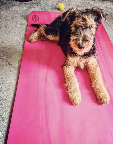 18 Dogs Mastering Downward Dog: A Pawsome Yoga Showcase
