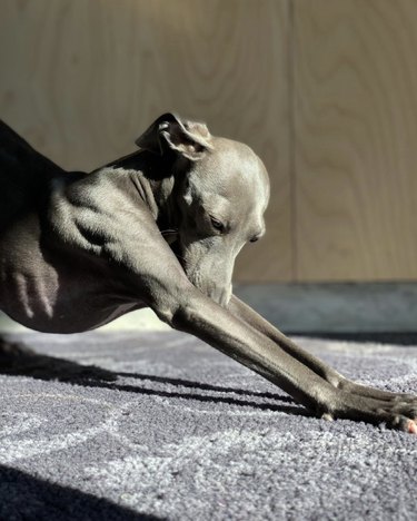 18 Dogs Mastering Downward Dog: A Pawsome Yoga Showcase