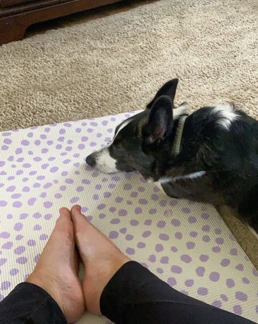 18 Dogs Mastering Downward Dog: A Pawsome Yoga Showcase