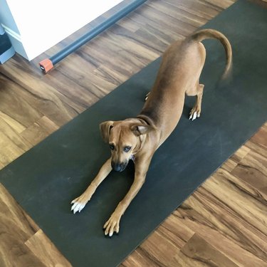 18 Dogs Mastering Downward Dog: A Pawsome Yoga Showcase