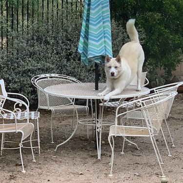 18 Dogs Mastering Downward Dog: A Pawsome Yoga Showcase