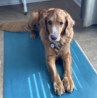 18 Dogs Mastering Downward Dog: A Pawsome Yoga Showcase