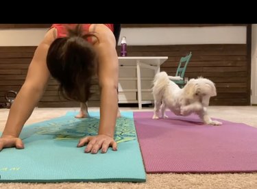 18 Dogs Mastering Downward Dog: A Pawsome Yoga Showcase