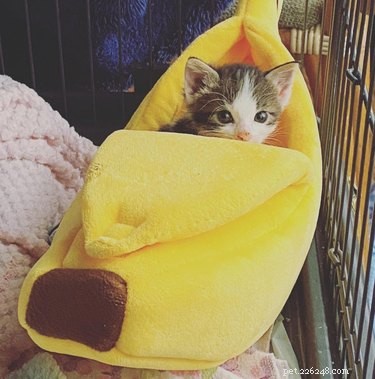 16 Cats & 1 Dog Sleep in Banana Beds: Cute & Funny Animal Moments