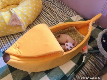 16 Cats & 1 Dog Sleep in Banana Beds: Cute & Funny Animal Moments