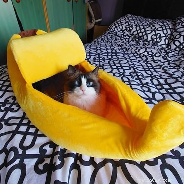 16 Cats & 1 Dog Sleep in Banana Beds: Cute & Funny Animal Moments
