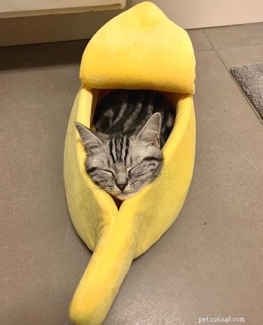 16 Cats & 1 Dog Sleep in Banana Beds: Cute & Funny Animal Moments