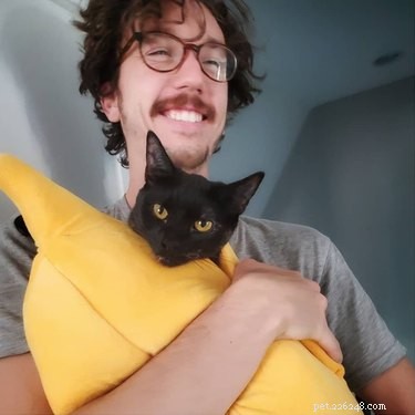 16 Cats & 1 Dog Sleep in Banana Beds: Cute & Funny Animal Moments