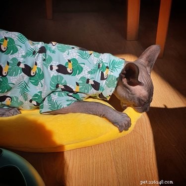 16 Cats & 1 Dog Sleep in Banana Beds: Cute & Funny Animal Moments