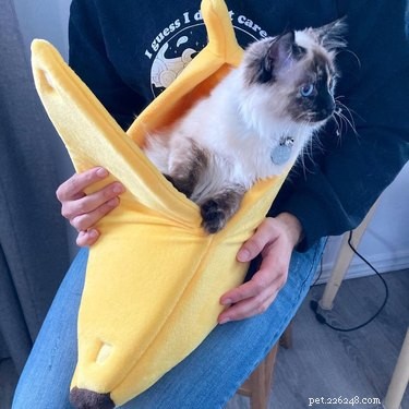 16 Cats & 1 Dog Sleep in Banana Beds: Cute & Funny Animal Moments