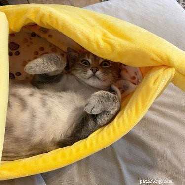 16 Cats & 1 Dog Sleep in Banana Beds: Cute & Funny Animal Moments