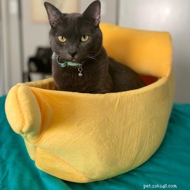 16 Cats & 1 Dog Sleep in Banana Beds: Cute & Funny Animal Moments