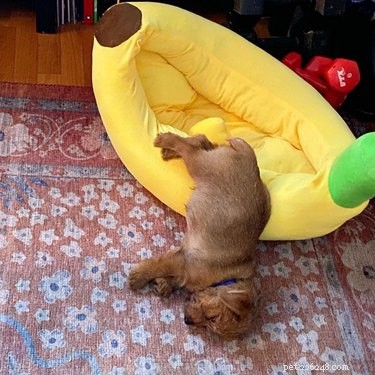 16 Cats & 1 Dog Sleep in Banana Beds: Cute & Funny Animal Moments