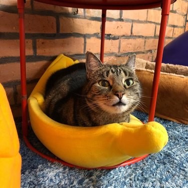 16 Cats & 1 Dog Sleep in Banana Beds: Cute & Funny Animal Moments