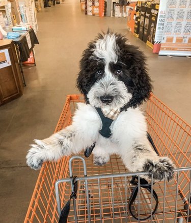 18 Dogs on a Shopping Spree: Watch Their Playful Retail Therapy Moments